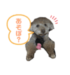 しん りん しゅう ショコ（個別スタンプ：2）
