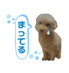 しん りん しゅう ショコ（個別スタンプ：6）