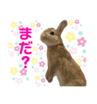 しん りん しゅう ショコ（個別スタンプ：7）