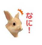 しん りん しゅう ショコ（個別スタンプ：9）