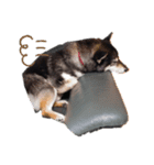 shibainu  Umesan（個別スタンプ：1）