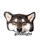 shibainu  Umesan（個別スタンプ：4）