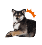 shibainu  Umesan（個別スタンプ：7）