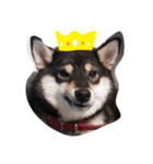 shibainu  Umesan（個別スタンプ：9）
