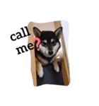 shibainu  Umesan（個別スタンプ：13）