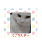 武居familiar5（個別スタンプ：3）