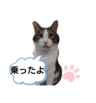 武居familiar5（個別スタンプ：6）
