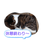武居familiar5（個別スタンプ：9）