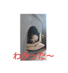 武居familiar5（個別スタンプ：11）