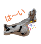 武居familiar5（個別スタンプ：13）