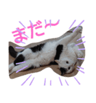 武居familiar5（個別スタンプ：14）