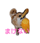 武居familiar5（個別スタンプ：15）