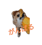 武居familiar5（個別スタンプ：16）