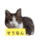 武居familiar5（個別スタンプ：22）