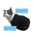 武居familiar5（個別スタンプ：33）