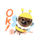 武居familiar5（個別スタンプ：34）