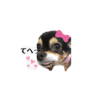 ふらちゃんスタンプー（個別スタンプ：1）