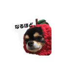 ふらちゃんスタンプー（個別スタンプ：2）