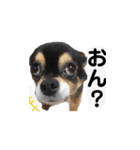 ふらちゃんスタンプー（個別スタンプ：3）