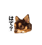 ふらちゃんスタンプー（個別スタンプ：4）