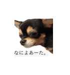 ふらちゃんスタンプー（個別スタンプ：6）