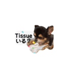 ふらちゃんスタンプー（個別スタンプ：7）