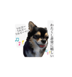 ふらちゃんスタンプー（個別スタンプ：10）