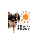 ふらちゃんスタンプー（個別スタンプ：15）