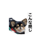 ふらちゃんスタンプー（個別スタンプ：16）