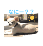 チワワのルイだよ（個別スタンプ：5）