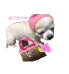 チワワのルイだよ（個別スタンプ：8）