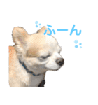 チワワのルイだよ（個別スタンプ：9）