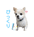 チワワのルイだよ（個別スタンプ：10）