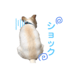 チワワのルイだよ（個別スタンプ：13）