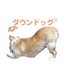 チワワのルイだよ（個別スタンプ：15）