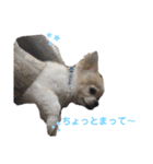 チワワのルイだよ（個別スタンプ：19）