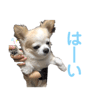 チワワのルイだよ（個別スタンプ：21）