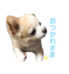 チワワのルイだよ（個別スタンプ：22）