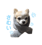 チワワのルイだよ（個別スタンプ：24）