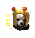 チワワのルイだよ（個別スタンプ：25）