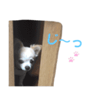 チワワのルイだよ（個別スタンプ：27）