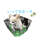 チワワのルイだよ（個別スタンプ：30）