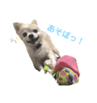 チワワのルイだよ（個別スタンプ：32）