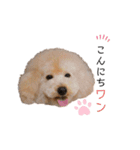 シオンとアフロスタンプ（個別スタンプ：2）