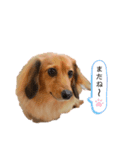 シオンとアフロスタンプ（個別スタンプ：13）