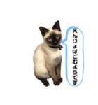 空ちゃん海ちゃん2（個別スタンプ：16）