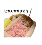 かわいいころわん！（個別スタンプ：12）