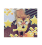 かわいいころわん！（個別スタンプ：30）