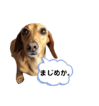 ダックスダックス dachsdachs（個別スタンプ：1）