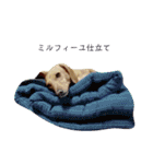 ダックスダックス dachsdachs（個別スタンプ：3）